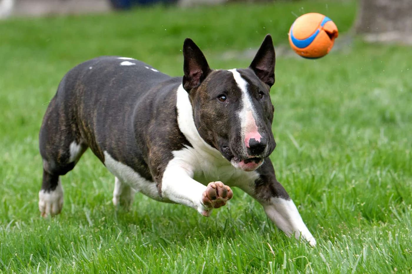 The original bull terrier photo behind every scene